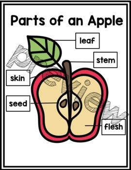 I can Label an Apple | Apple Parts