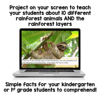 Rainforest Animals PowerPoints | Facts | Slides
