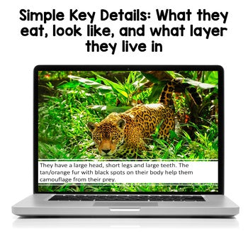 Rainforest Animals PowerPoints | Facts | Slides