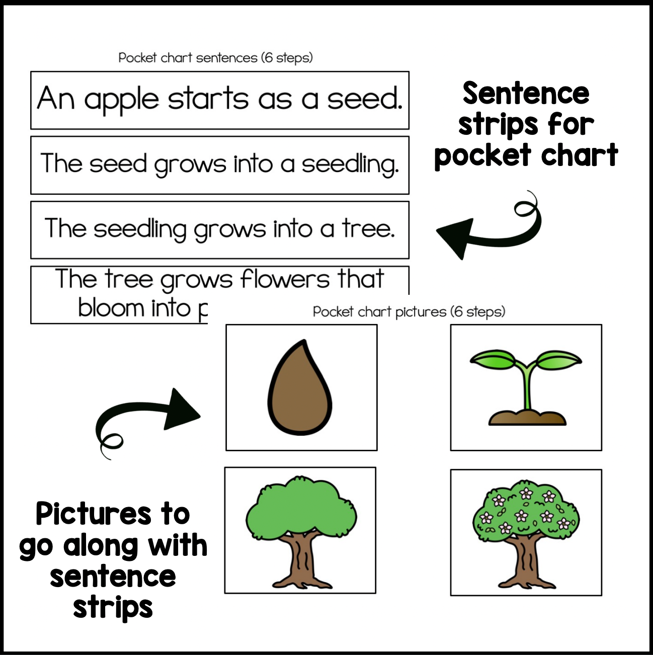 Apple Tree Life Cycle Sequencing | Book | Poster | Printable